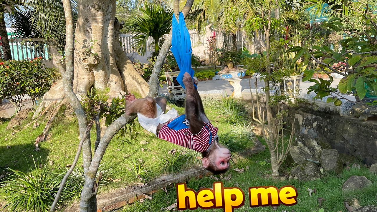 Unexpected Trouble! Cubis Gets Stuck During Playtime &mdash; Dad Steps In 😮