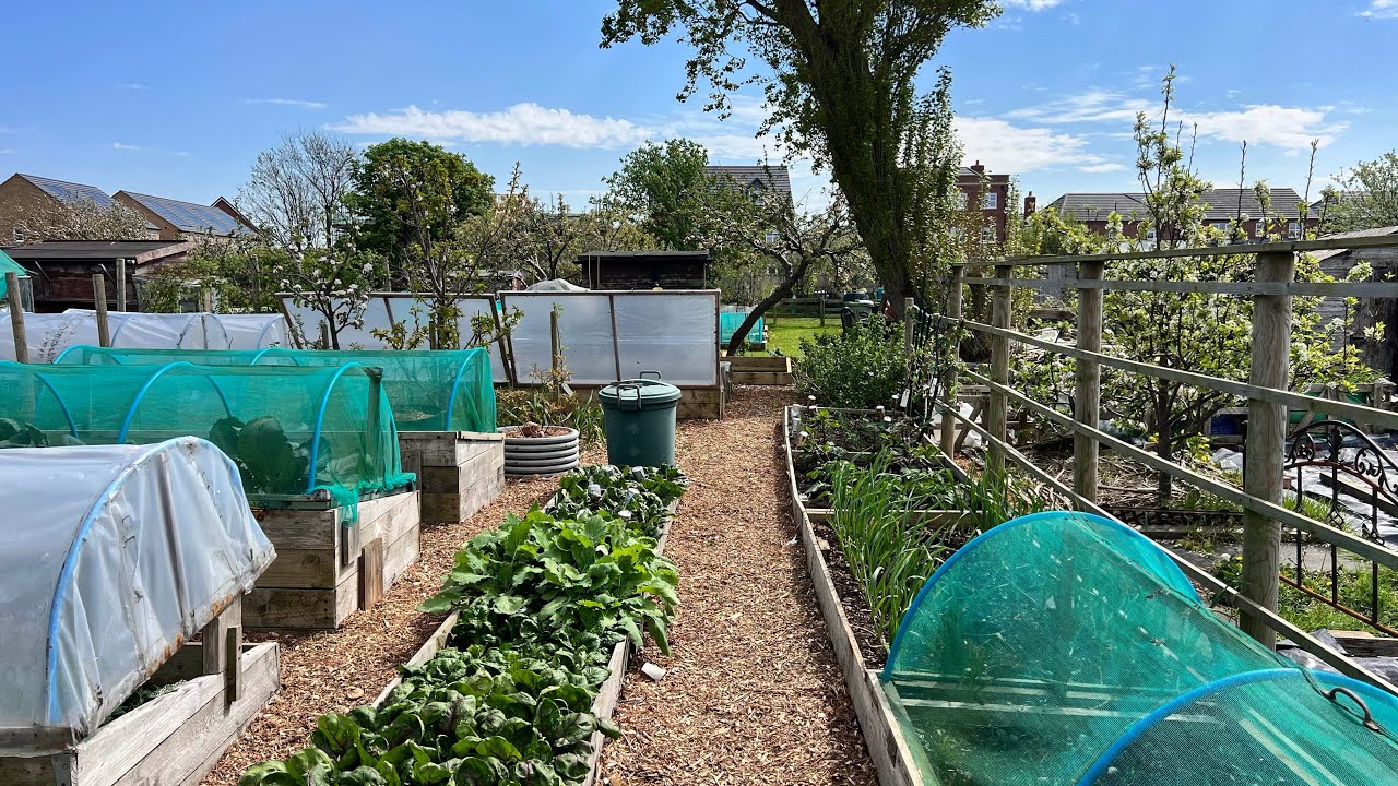 April allotment tour ~ spring abundance as I prepare for summer