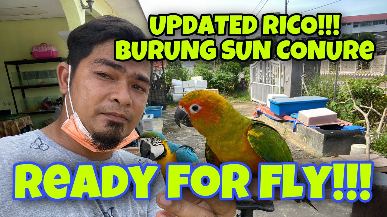 RICO si SUN CONURE sudah bersedia untuk free fly‼️UPDATED SI RICO‼️