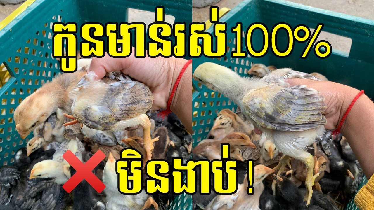 វិធីថែកូនមាន់ថ្ងៃដំបូង ដល់១ខែ អោយរស់100%​ មិនឲ្យងាប់