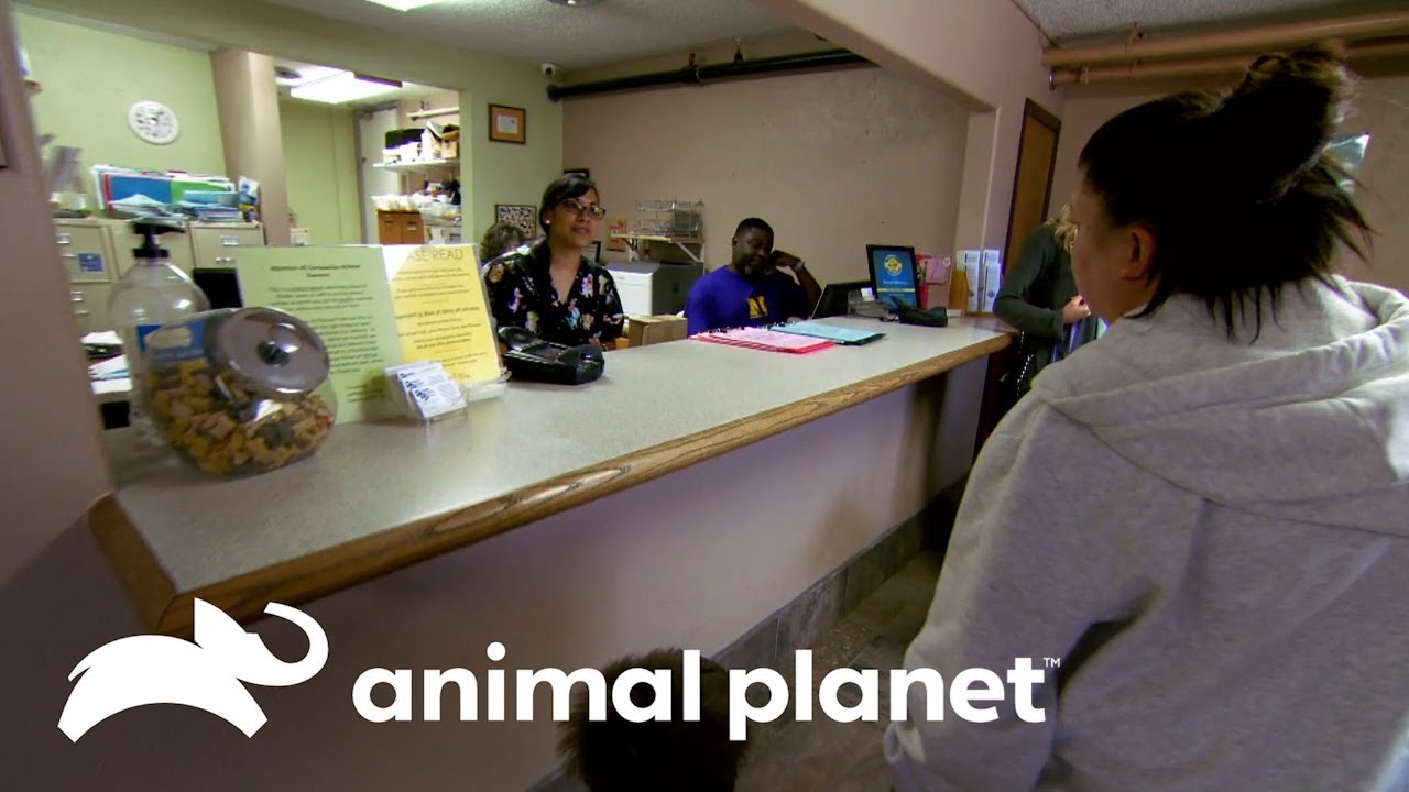 Gato con la mandíbula rota | Dr. Jeff, Veterinario | Animal Planet Latinoamérica