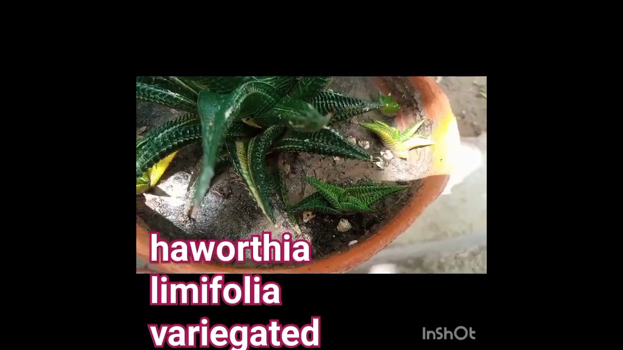 Haworthia limifolia variegated With Pups