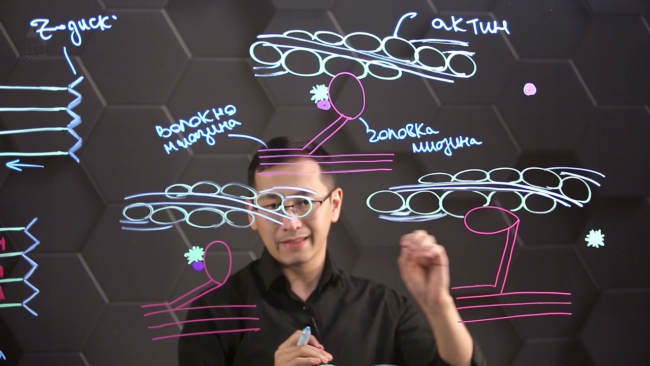 Механизм сокращения мышечного волокна. Т-система мышечного волокна. 10 класс.