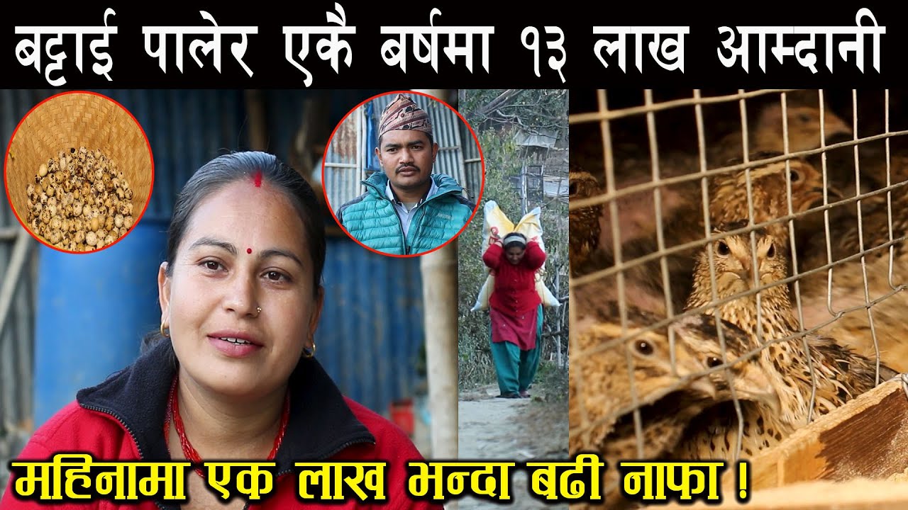 बट्टाई पालेर एकै बर्षमा १३ लाख आम्दानी गर्न सफल दम्पति  - Quail farming in Nepal - How to earn money