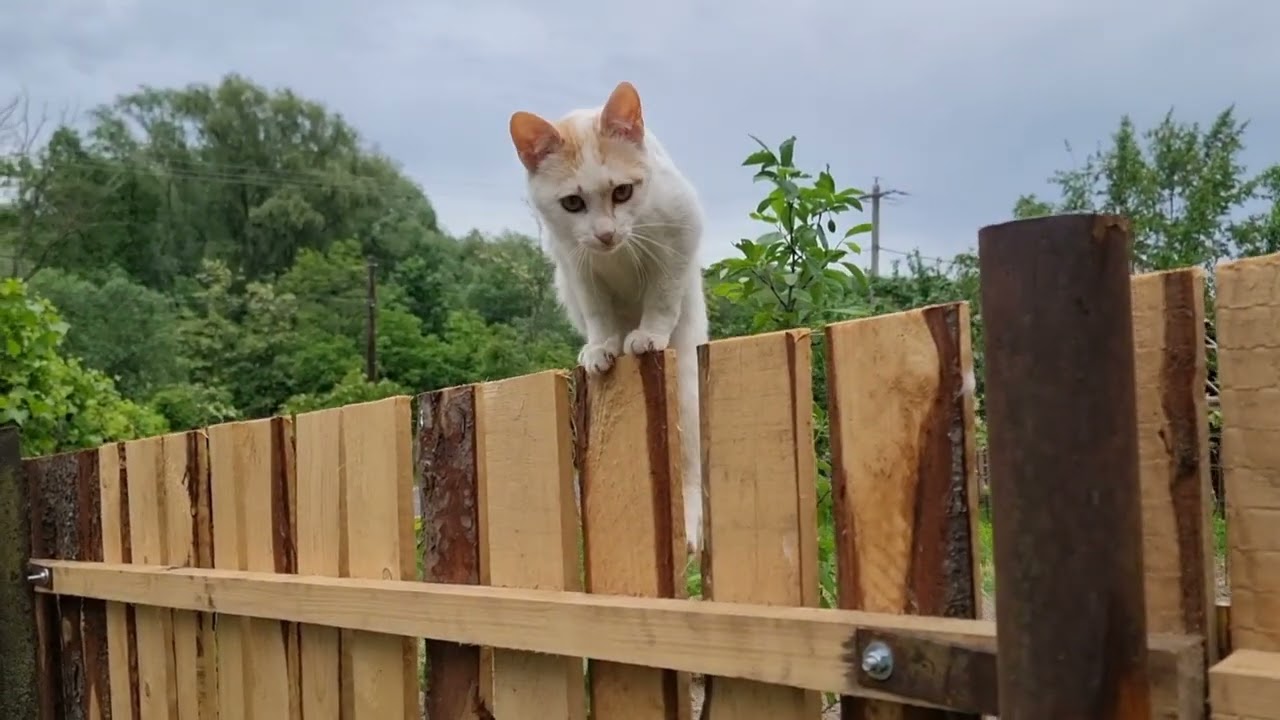 Mi-au distrus tot gardul😭L-am băgat pe iepurilă în oală, cu borș magic!