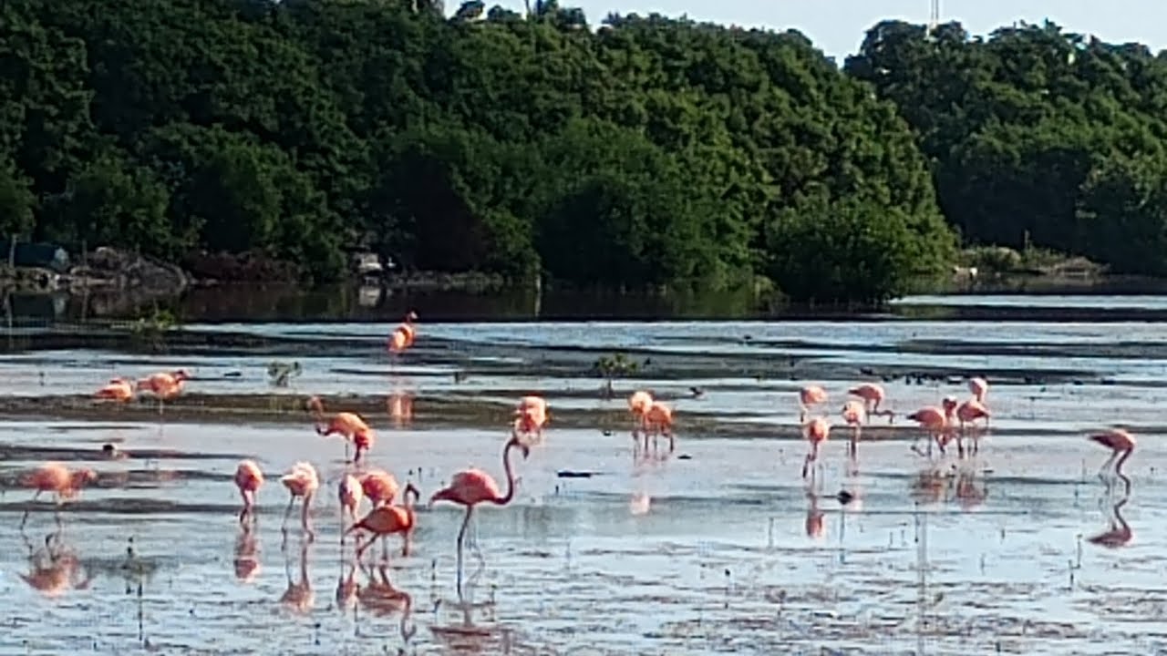 Mi Camino de Cancún a Sisal