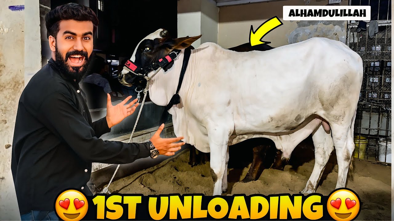 Finally 1st Unloading In My Appartment 😍| Qurbani 2025 Ki Ronaqen Shuru | LAKHO VINES