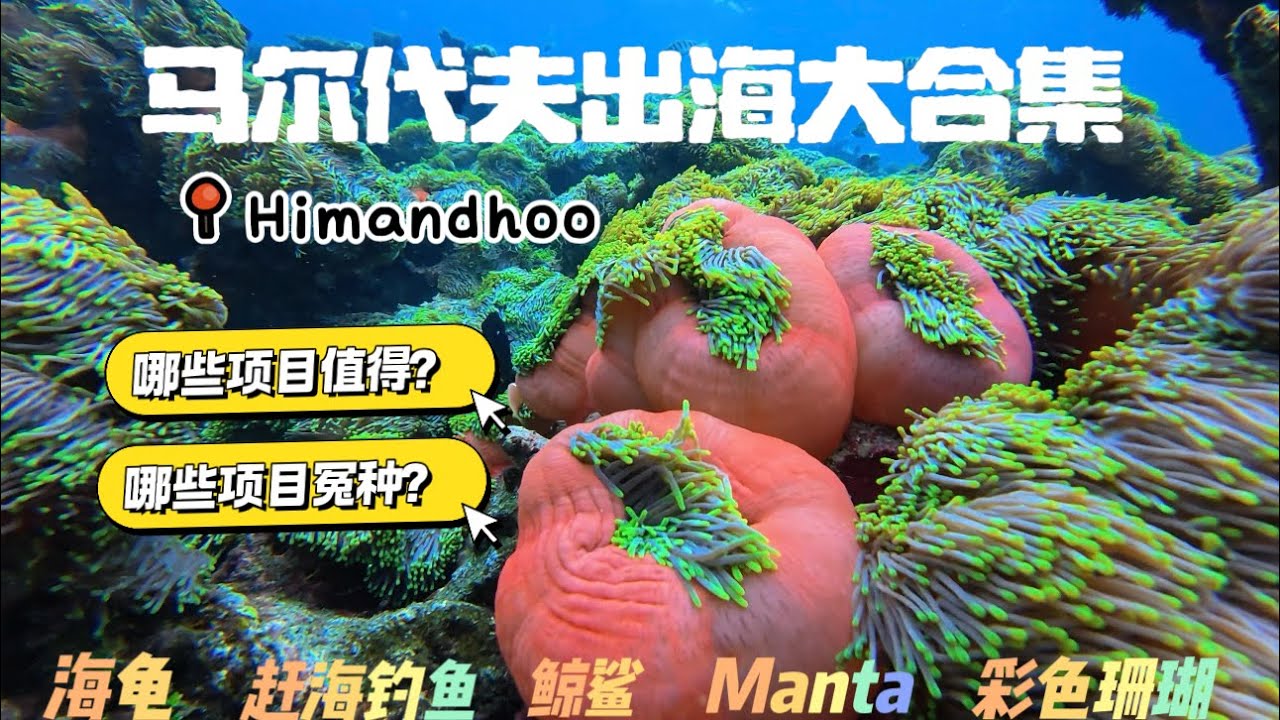 马尔代夫himandhoo出海项目大合集，今天带你看彩色珊瑚、MANTA、鲸鲨、海龟、鲨鱼、还能钓鱼抓螺，哪些项目超爽？哪些项目大怨种？张张来告诉你
