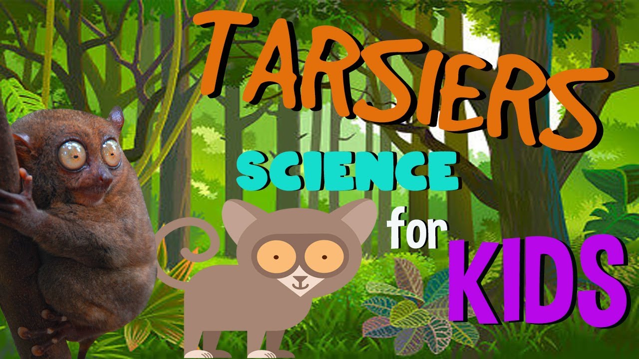 Fun Facts about Tarsiers | Science for Kids