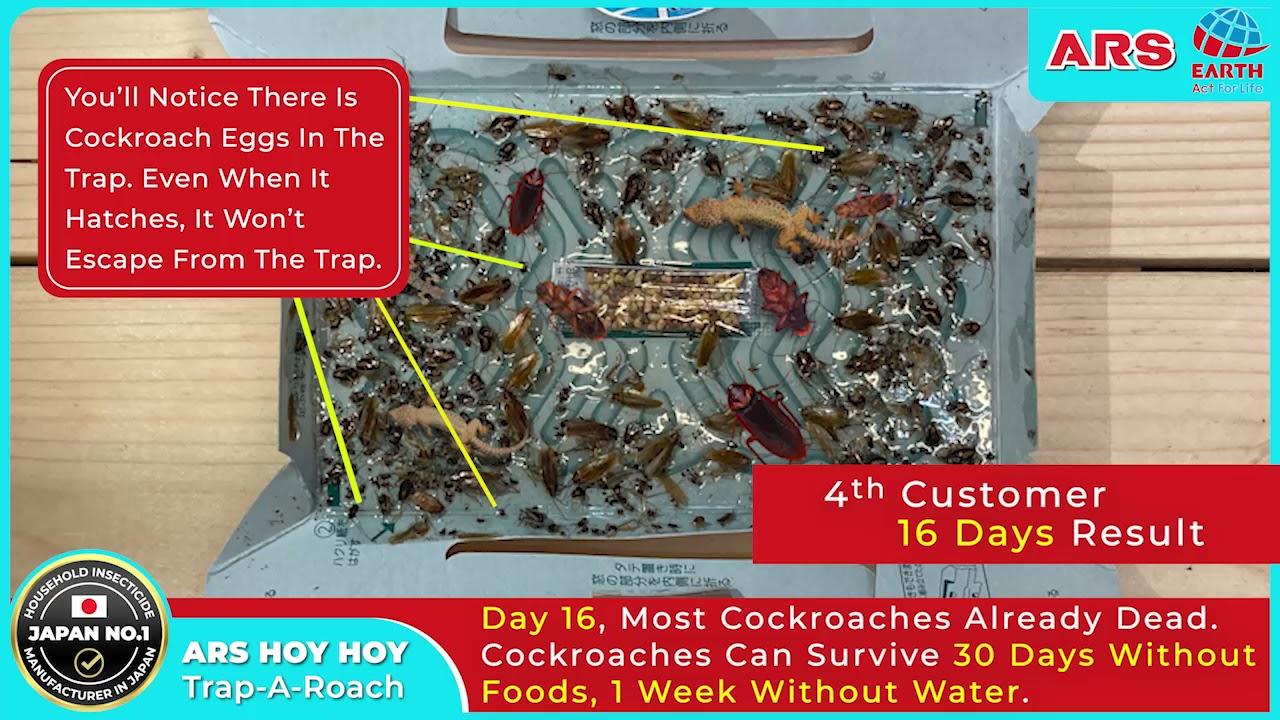 ARS Hoy Hoy Trap-A-Roach
