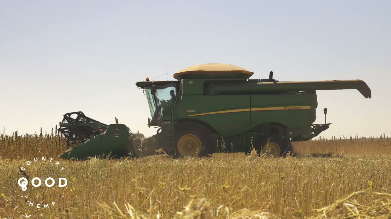Harvesting hemp seeds, Good Country Hemp.