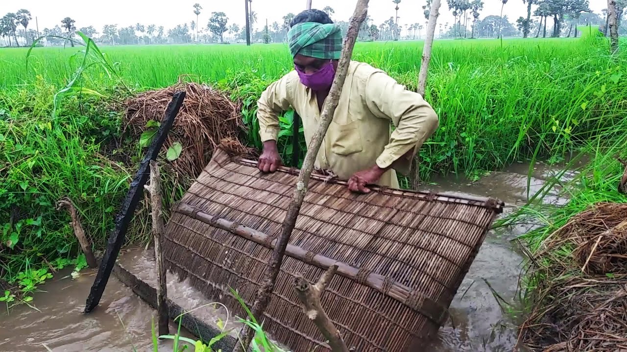Fishing use Bamboo 