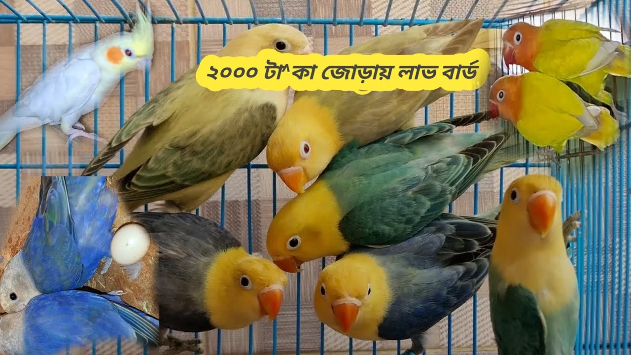 ২০০০ টা^কা জোড়া লাভ বার্ড।ককাটেল।বাজরিগার।ঘুঘু।