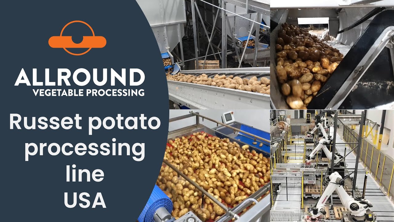 Russet potato processing line | BAK | USA | Allround Vegetable Processing