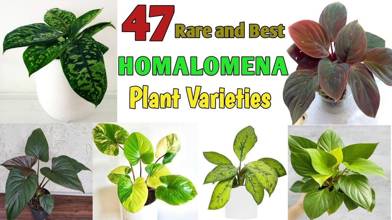 47 Rare HOMALOMENA (Queen of Hearts) Species | Homalomena Plant Varieties | Plant and Planting
