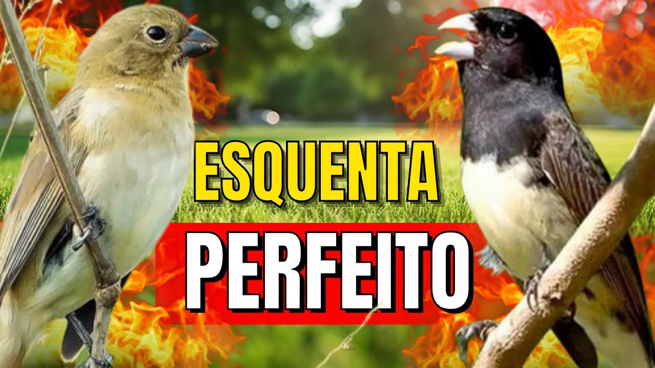 Papa capim siu siu com Fêmea chamando para Esquentar papa capim siu siu e papacapim siusiu
