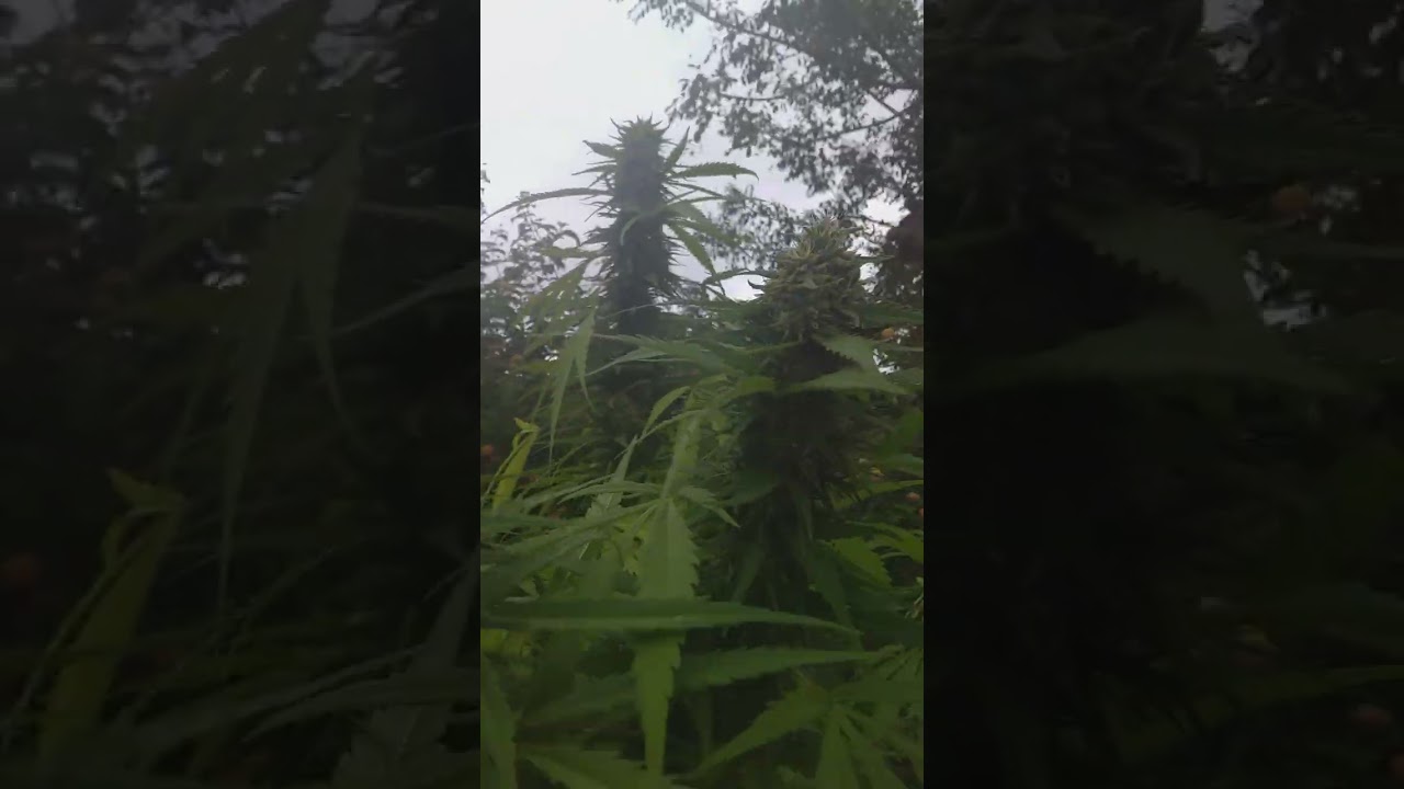 South African seed (weed) Growing in North West Rustenburg