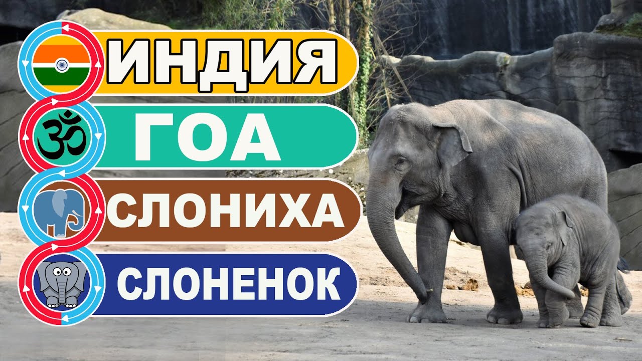 Индия Гоа. Прогулка индийских слонов со слоненком / JUNGLE BOOK PARK