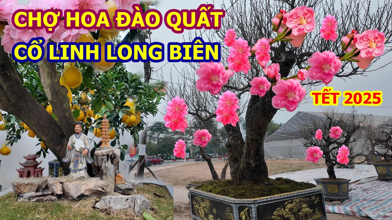 CHỢ HOA ĐÀO QUẤT TẾT CỔ LINH LONG BIÊN XUÂN 2025 CÁC NHÀ VƯỜN ĐÃ LÊN ĐÔNG RỒI.
