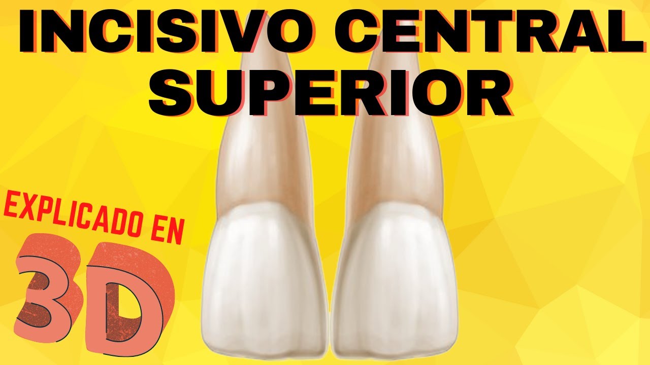 INCISIVO CENTRAL SUPERIOR  [ EXPLICADO EN 3D ] Anatomía Dental Incisivo central Superior