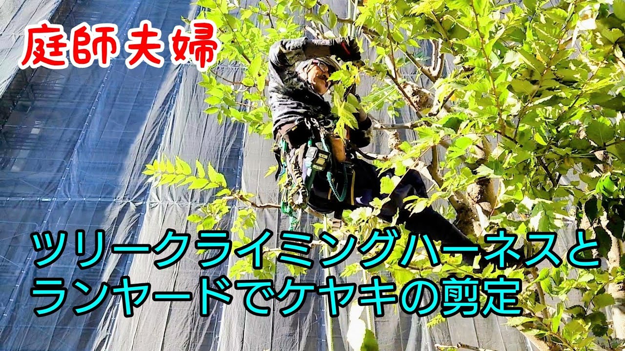 【庭師・夫婦で独立】#170 ツリークライミングハーネスとランヤードに頼ってケヤキの剪定。