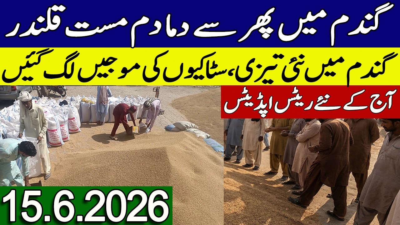 New Gandum Rates Today 2026 || New Wheat Price Today || Gundam Rates Today 2026