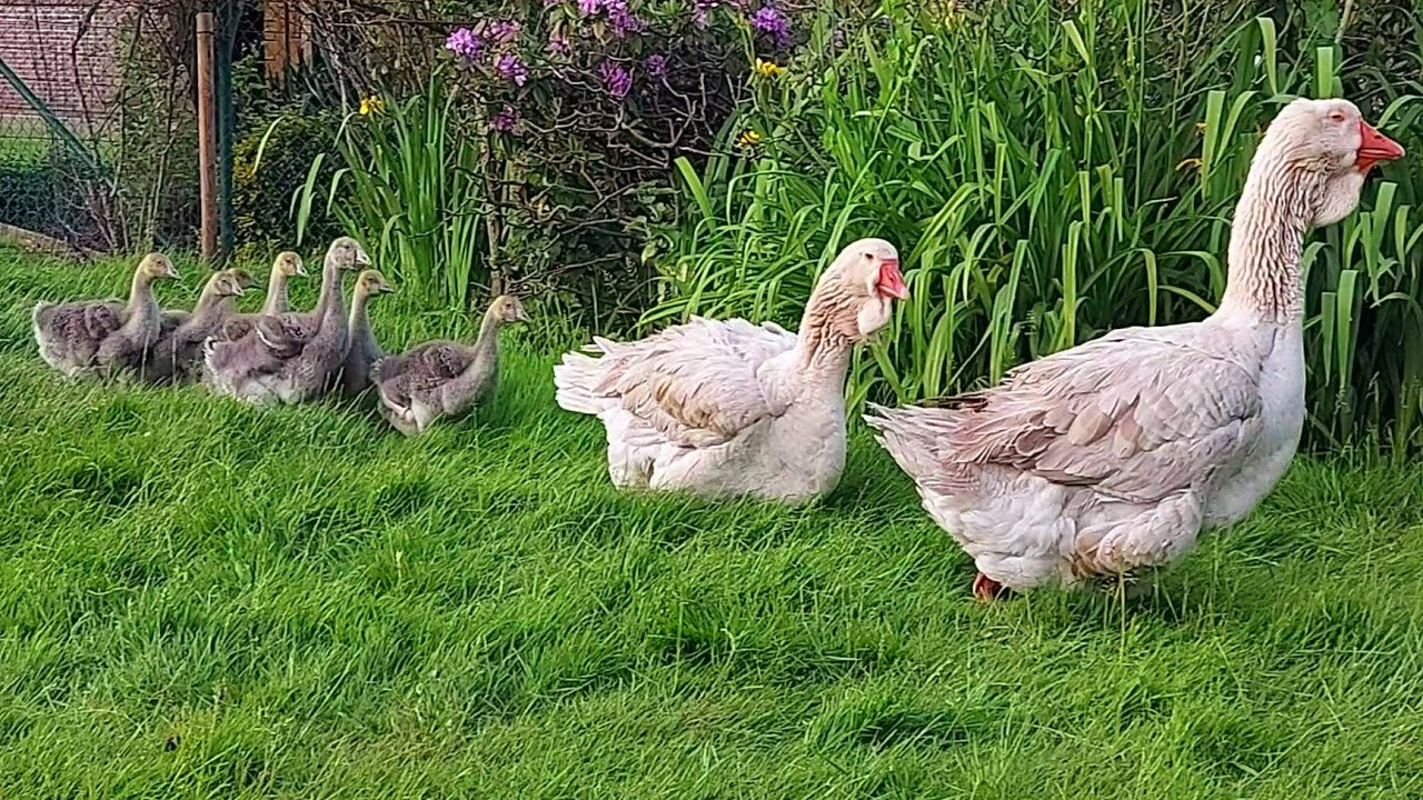 Dewlap toulouse couple with so many goslings!