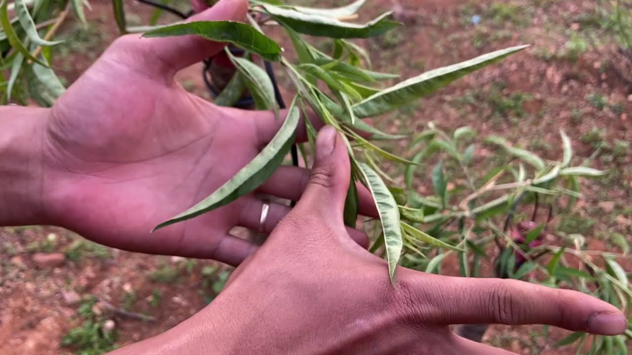 Tháng 2 âm lịch cần bón phân gì cho đào
