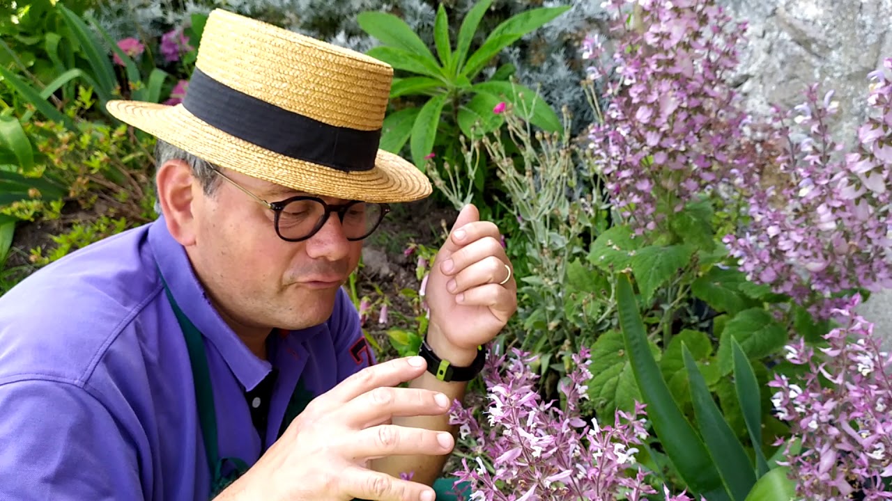 Le sauge sclarée: une belle plante facile  qui se ressème seule  :Salvia sclaréa Lamiacées