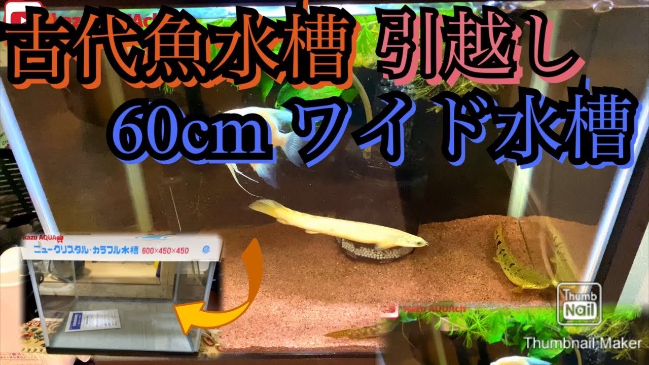 ポリプテルス混泳水槽引越し！　60cm ワイド水槽で広々古代魚を泳がせる！！【アクアリウム】