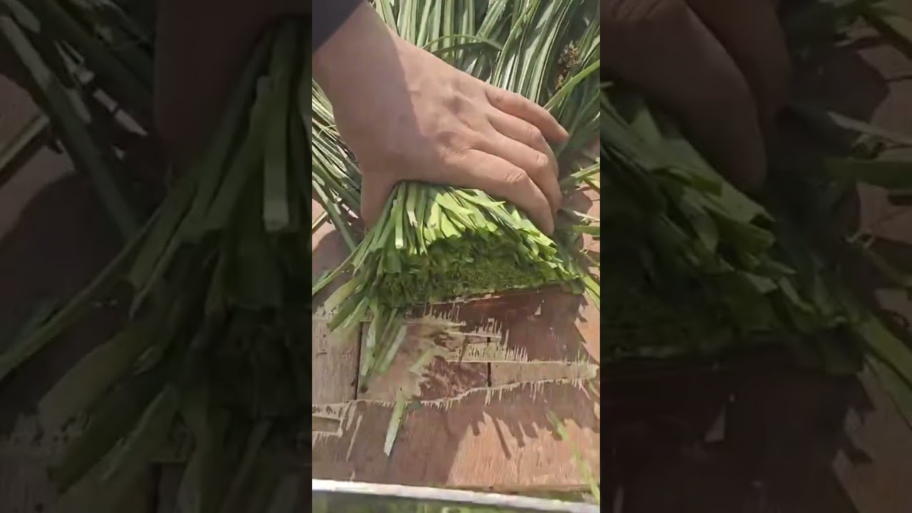 cutting and processing a small spring onion that has been