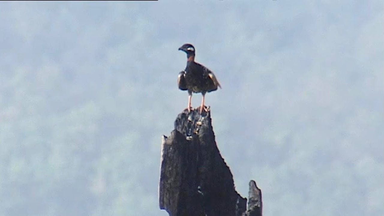 Black Francolin. (Francolinus francolinus)