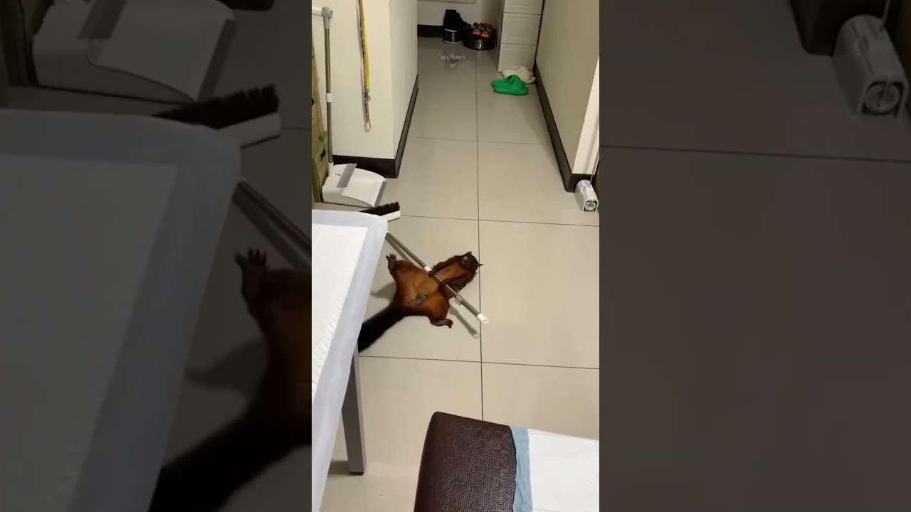 Kelakuan Lucu tupai setelah menjatuhkan sapu pemiliknya #faktamenarik #hewan #hewanlucu