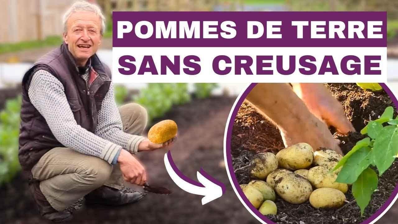 Jardinage de pommes de terre sans creuser 🥔 Astuces d'expert de Charles Dowding