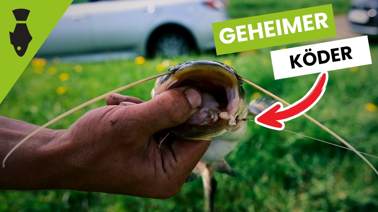 Geheimtipp - Mit diesem Köder fängst du AAL und WELS für die Küche