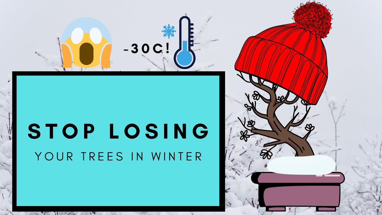 How to Overwinter Your Bonsai Trees