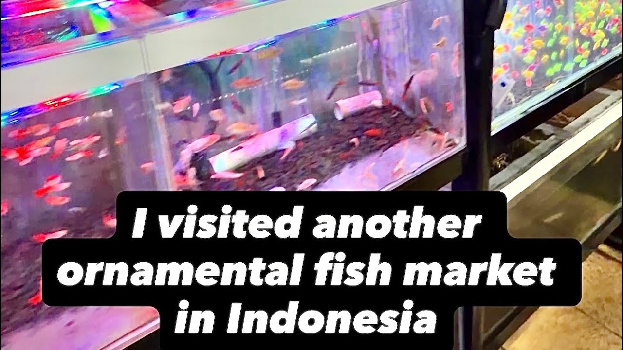 I checked out another Indonesian fish market with a great mix of freshwater and marine life
