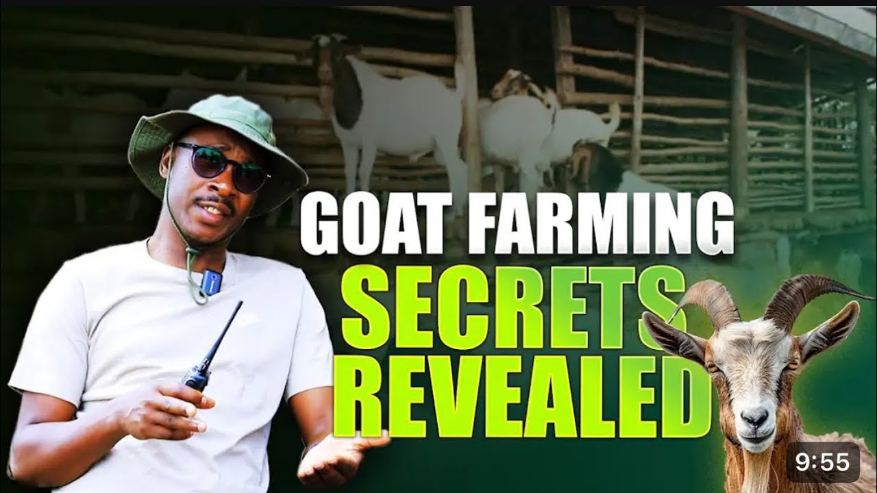 Things you must know before engaging into goat farming.