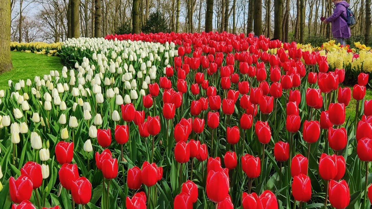 Keukenhof in the Netherlands