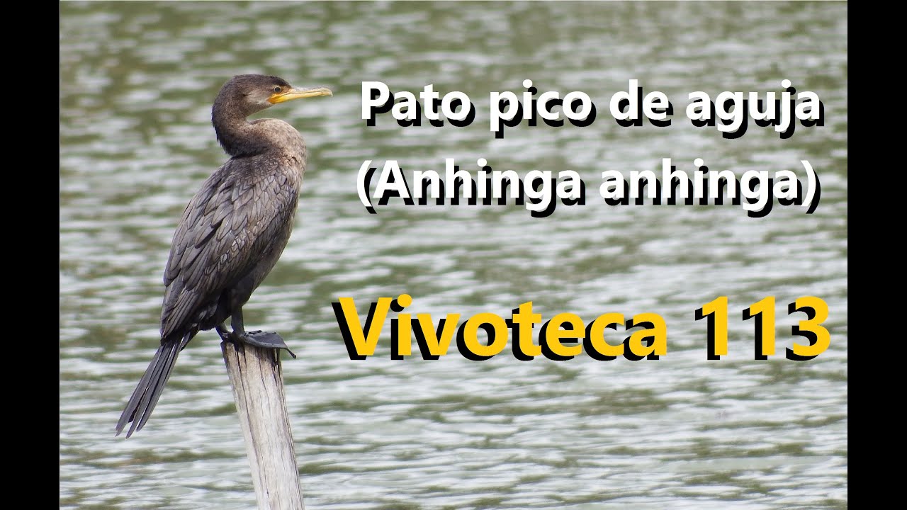 Vivoteca 113 Pato pico de aguja Anhinga anhinga