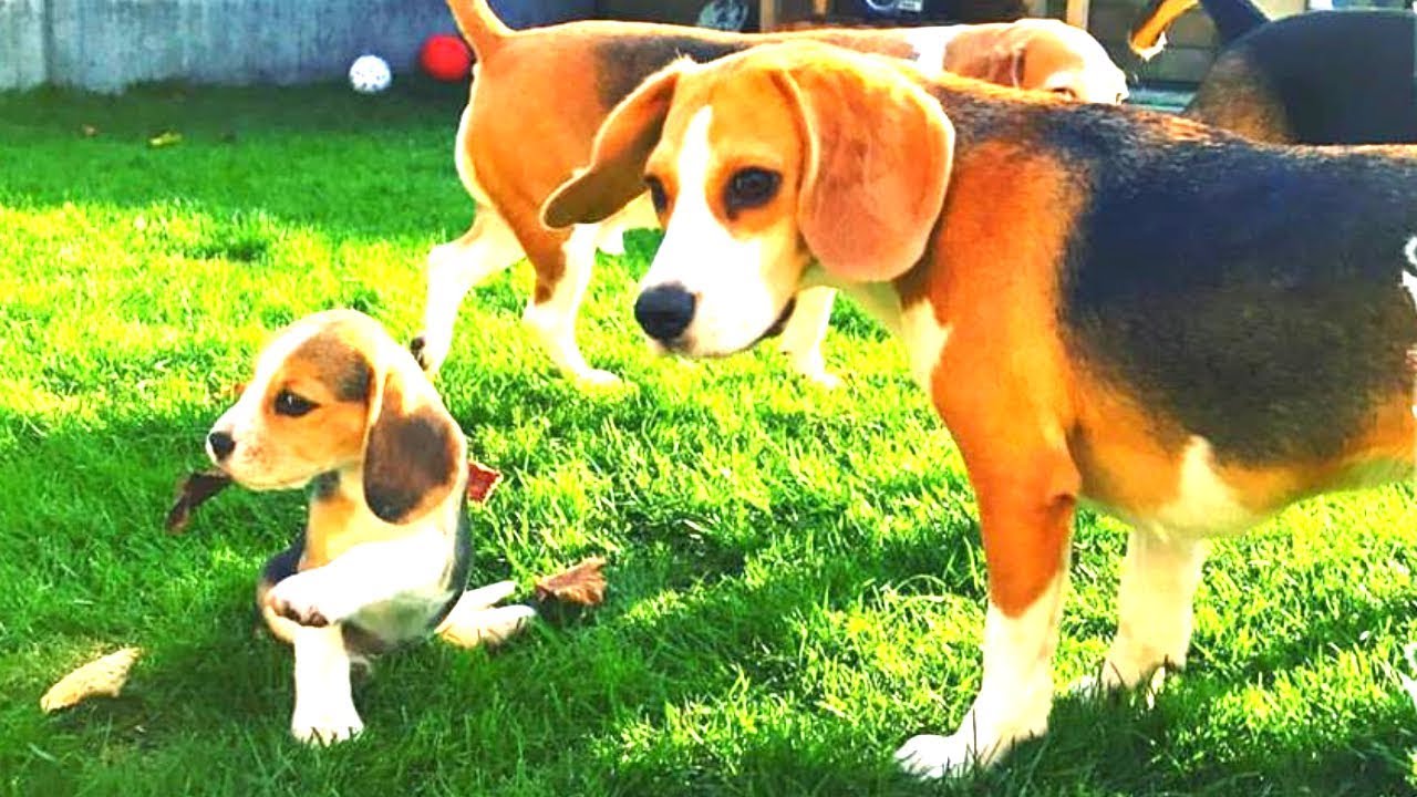 Beagle Puppy Meets Big Beagle Friends for The First Time!