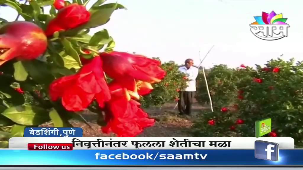 Sadashiv Raut's Apple Ber success story