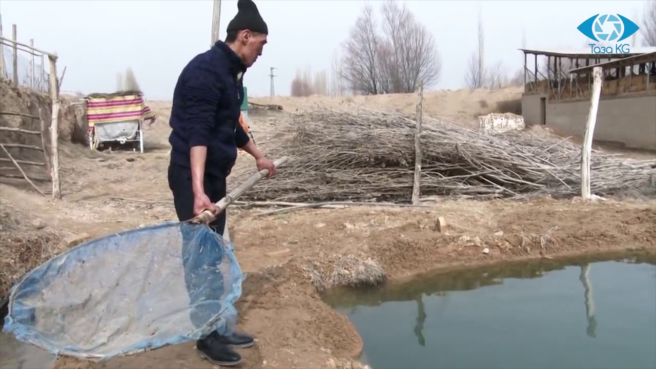 БАЛЫК ЧАРБАДАН БАЙЫСА БОЛОТ ЭКЕН