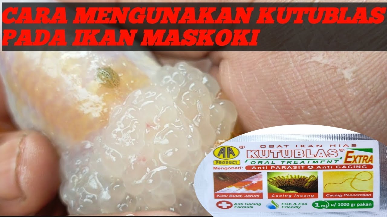 CARA MENGUNAKAN KUTUBLAS PADA IKAN MASKOKI