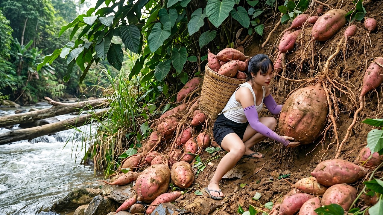 Timelapse : Harvesting 1000KG+ of Mutant Sweet Potatoes and Transporting Them to Sell at the Market