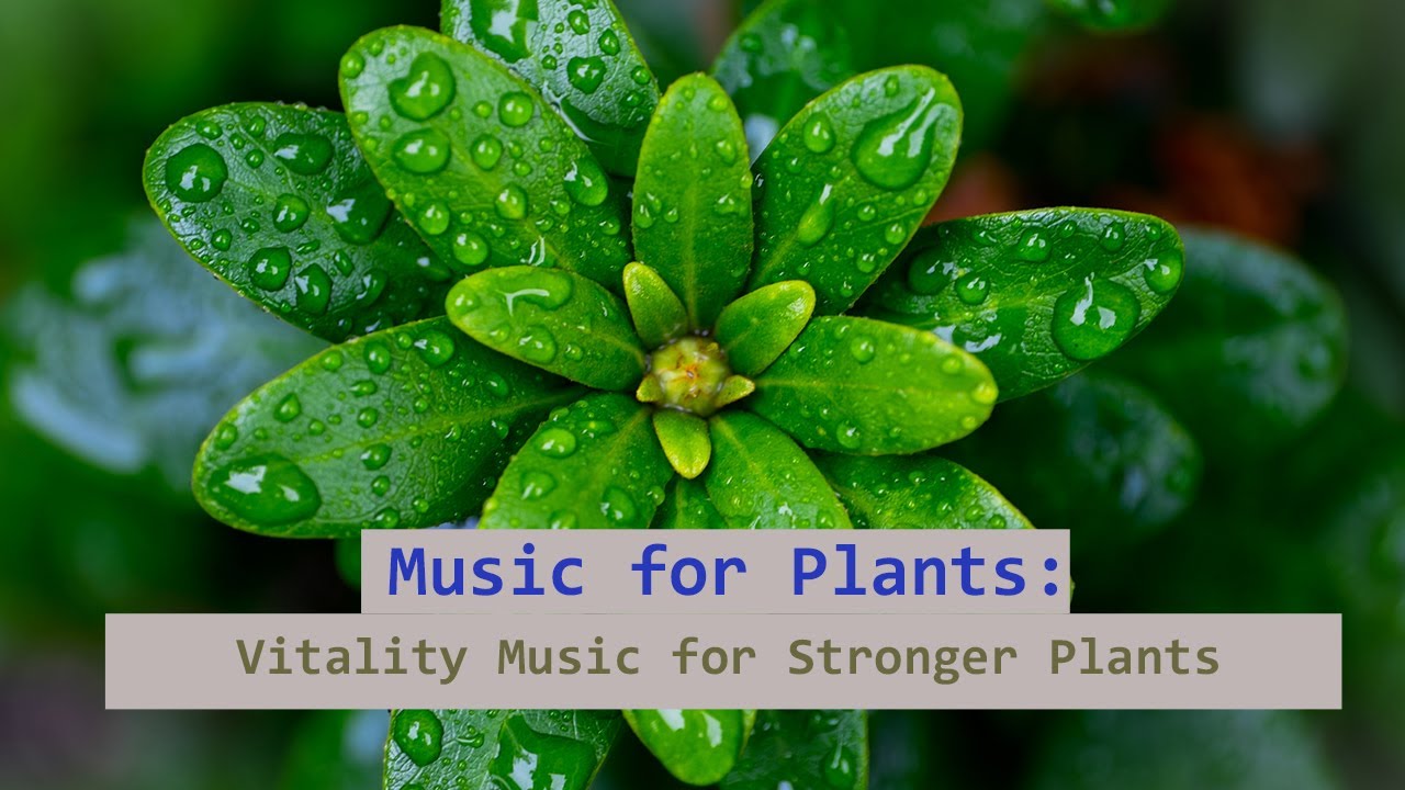 Music for Plants: Vitality Music for Stronger Plants