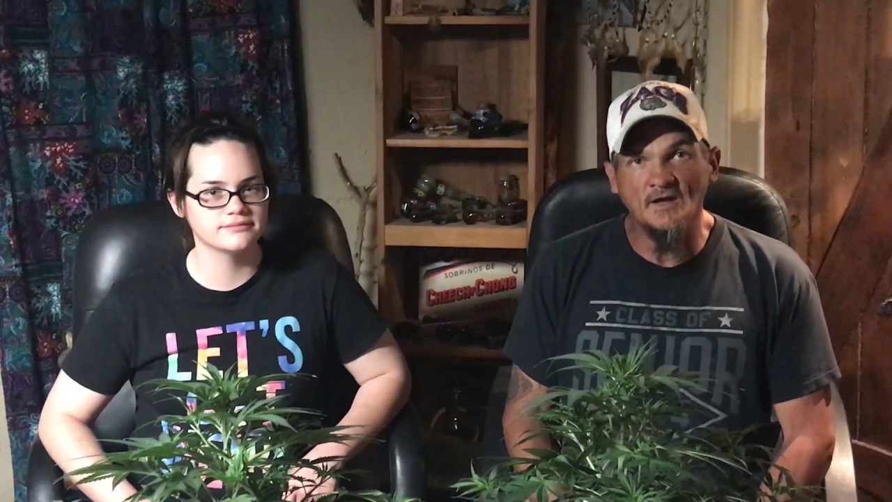 Weed Review: Mint Chocolate Chip