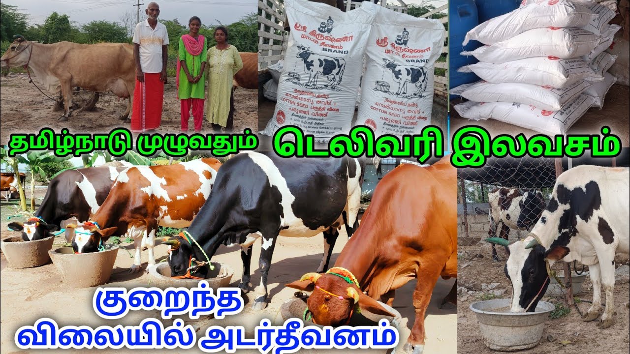 குறைந்த விலையில் அதிக பால் கறக்கும் மாட்டுத்தீவனம் | Cattle feed | மாட்டுத்தீவனம் | கால்நடை தீவனம்