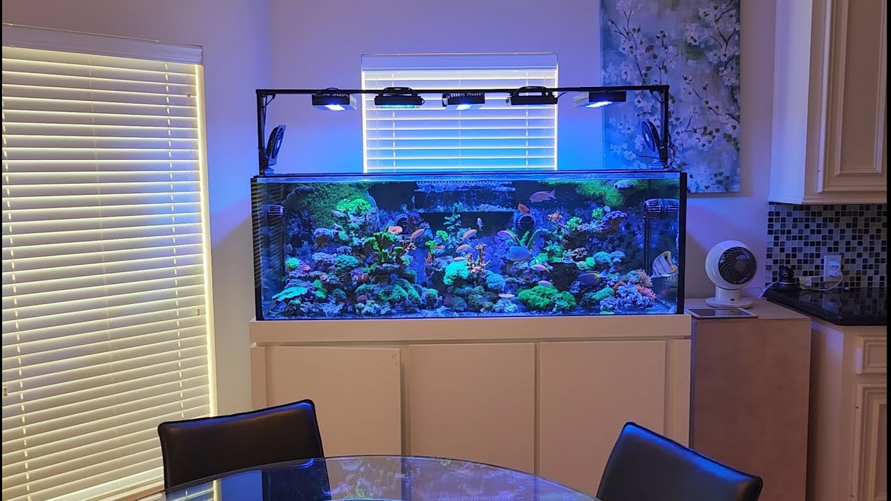 Inside My Mixed Reef Tank setup: Water Flow, Lighting, Equipment, and Livestock