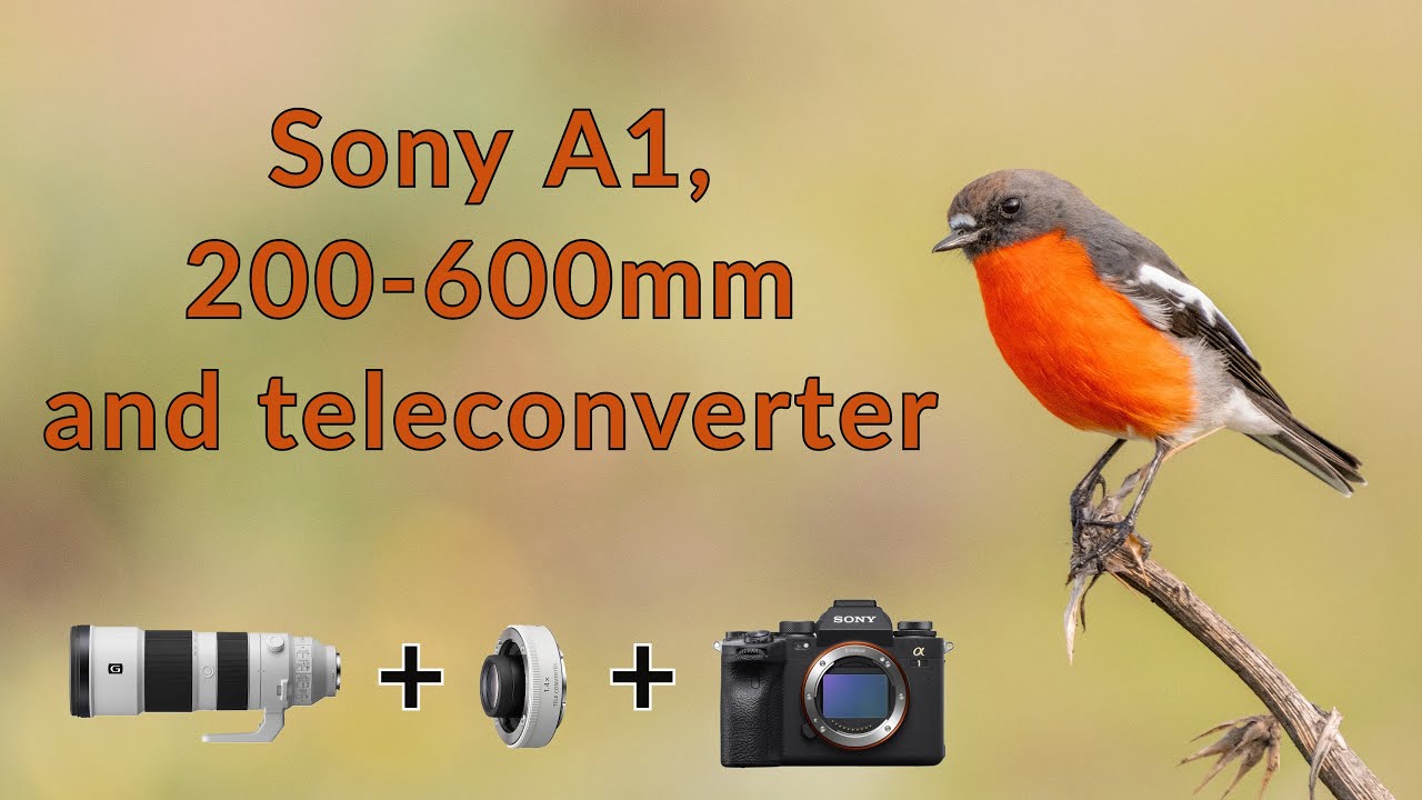 How does the Sony A1 + Sony 200-600mm lens + 1.4x teleconverter perform for bird photography?